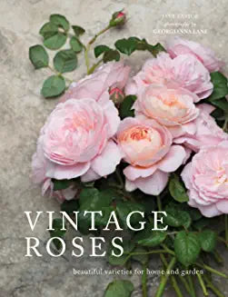 NS Book Vintage Roses