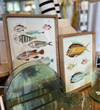 BB - Vintage Reproduction Fish Prints -9x12