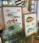 BB - Vintage Reproduction Fish Prints -9x12