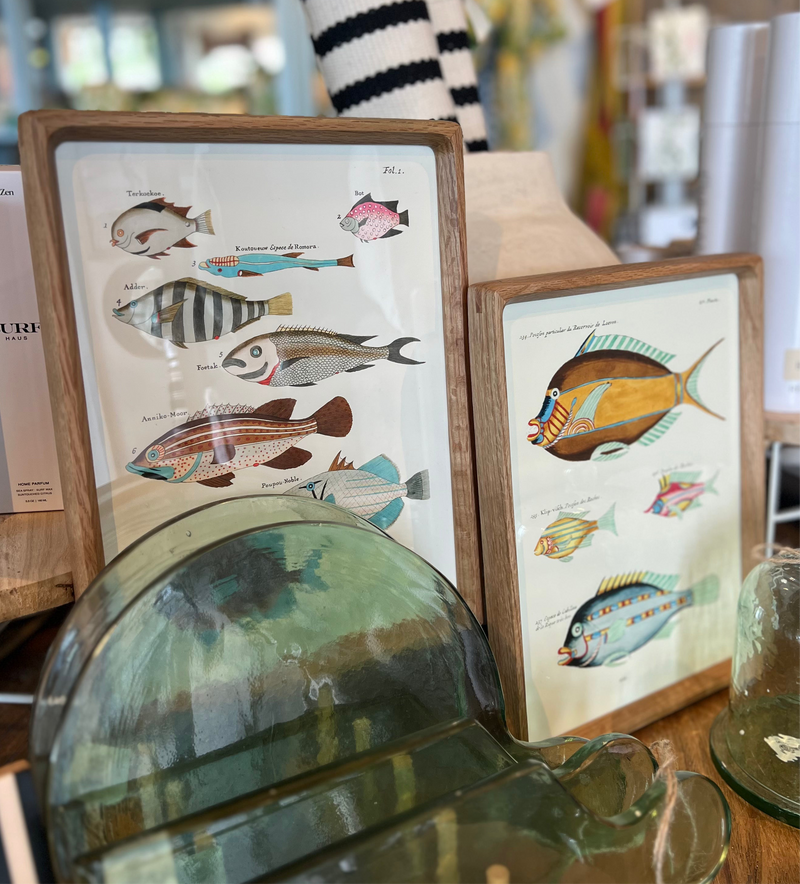 BB - Vintage Reproduction Fish Prints -9x12