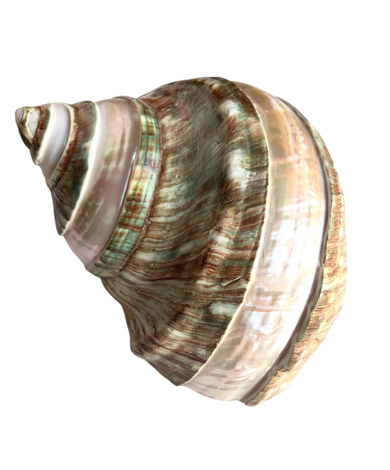NS Turbo Shell – Seaside Gallery and Goods