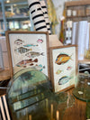 BB - Vintage Reproduction Fish Prints -9x12