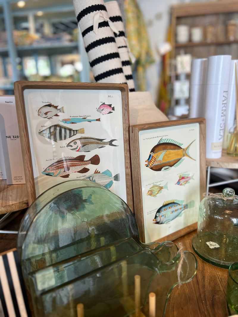 BB - Vintage Reproduction Fish Prints -9x12