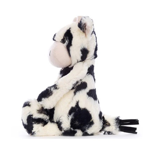 BA - Bashful Calf