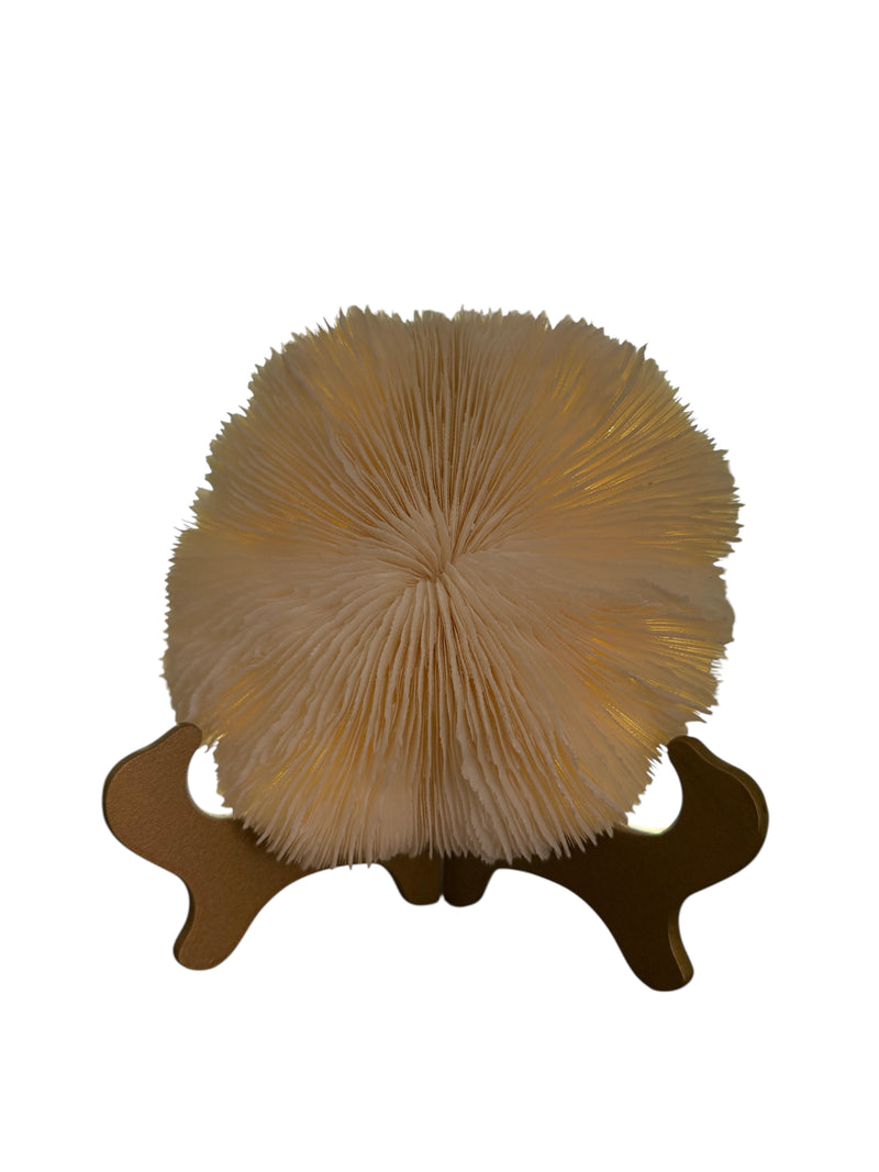NS Mushroom Coral with Easel