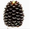 Brown Pine Cone - 5" Realistic Flame Led Lit Candle