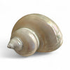 NS Turbo Shell