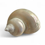 NS Turbo Shell