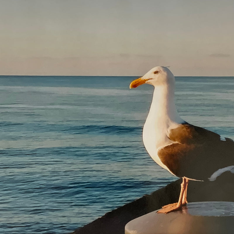 Newport Pier Seagull by Amy Elliott