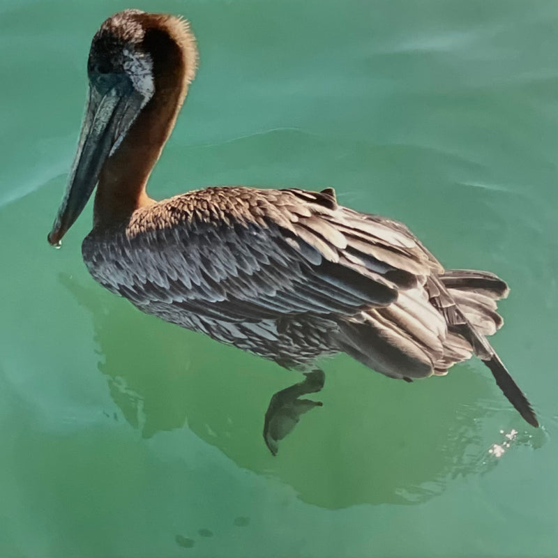 Dana Point Pelican by Amy Elliott